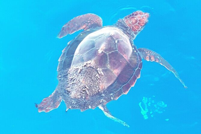 Private boat tour - Whale spotting in Tenerife: what to expect (and what to bring mentally)