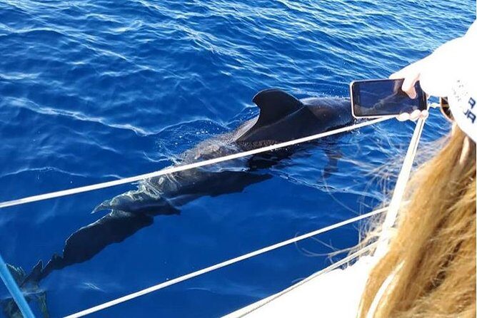 Private Charter in Tenerife south max 7 people - The captains’ wildlife talk (and why it makes the sea feel personal)