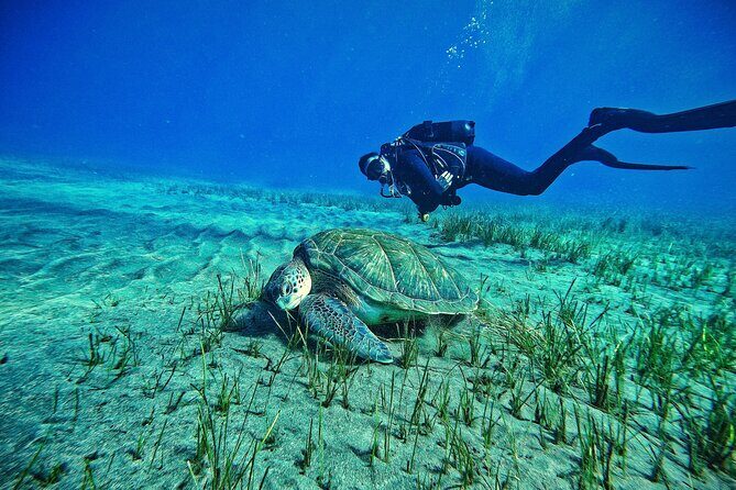 Private Scuba Diving in Tenerife – Certified Instructor & Photos - Key things I’d zero in on