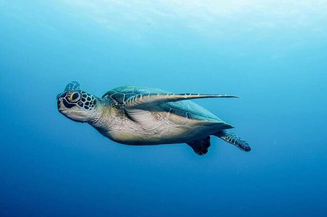 Private Scuba Diving in Tenerife – Certified Instructor & Photos - Underwater time in the Atlantic: clear water and real animals