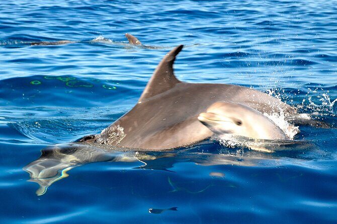 Private Yacht Excursion from Puerto Colon 3 hours - Price and Value: $543.07 for Up to 8 People