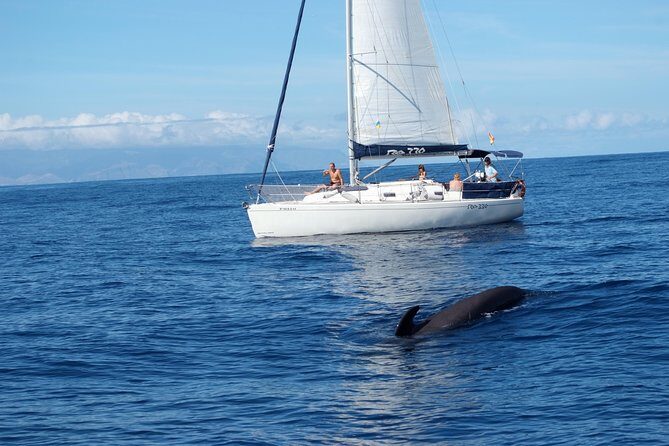 Private Yacht Tour With Whale and Dolphin Watching 33 Foot Boat - Why Costa Adeje is a strong base for marine life