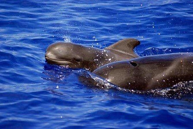 Private Yacht Tour With Whale and Dolphin Watching 33 Foot Boat - What’s included onboard (and what you’ll likely add)