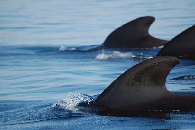Private Yacht Tour With Whale and Dolphin Watching 33 Foot Boat - Price and value: $594.75 per group up to 9 people