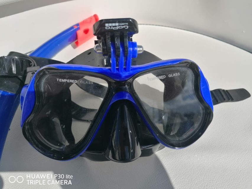 Puerto Colon: Dolphin and Whale Watching Speedboat Cruise - Puerto Colón Speedboat Setup: Gate 3 to a 3-Hour Atlantic Run