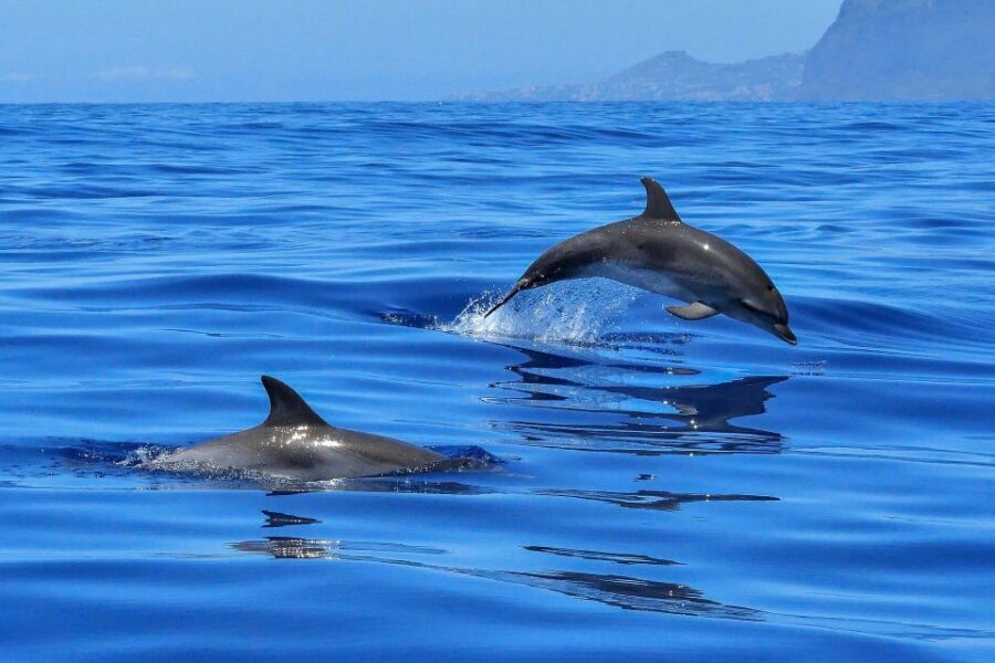 Puerto Colon: Dolphin and Whale Watching Speedboat Cruise - Tips for a Smoother Trip: What to Bring for Wind and Spray
