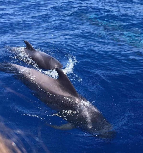 Puerto Colon: Whale and Dolphin Watching Yacht Trip - Puerto Colón to Sea: Why This Starting Point Works