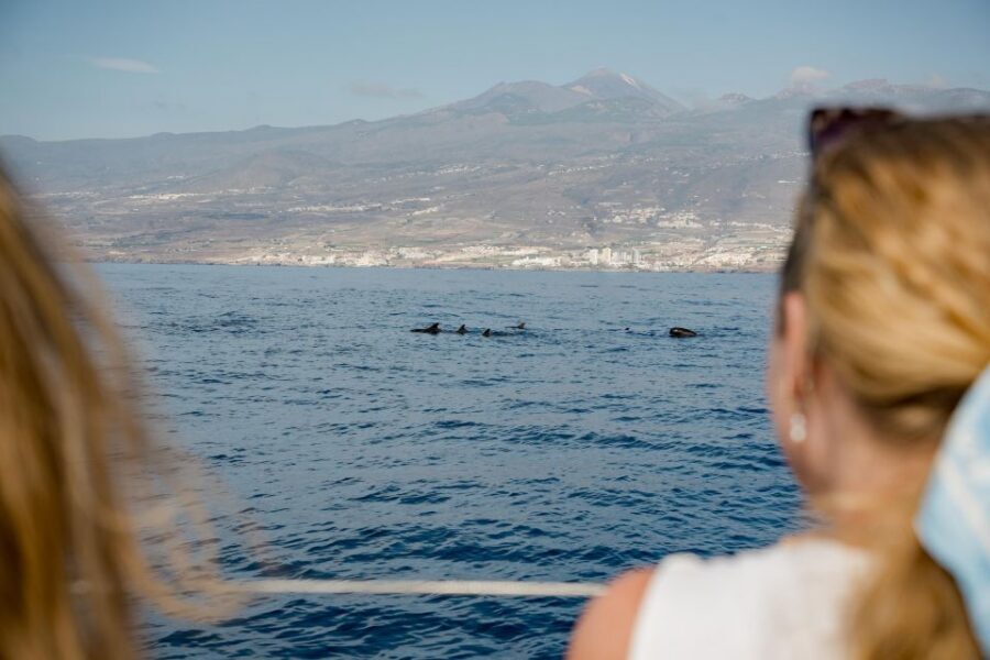 Puerto Colon: Whale and Dolphin Watching Yacht Trip - The 3-Hour Yacht Cruise: Pacing, Comfort, and Small-Group Value