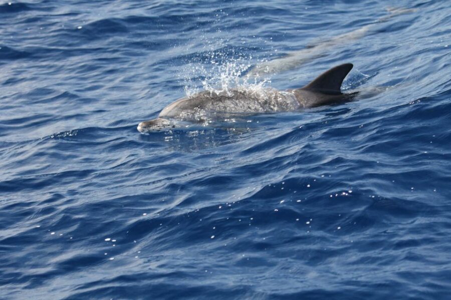 Puerto Colon : Whale & Dolphins Sailing Excursion - Should You Book Puerto Colón Whale & Dolphins Sailing?