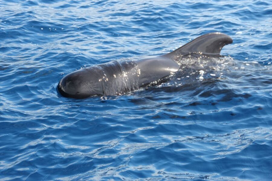Puerto Colon : Whale & Dolphins Sailing Excursion - Diego Hernández Beach (Hippie Beach): The Best Chunk of Real Water Time