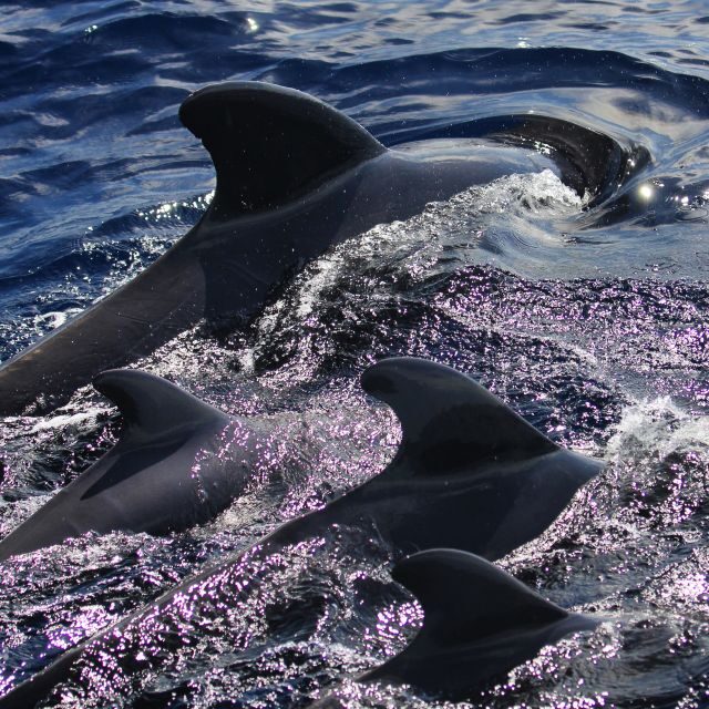 Puerto Colon : Whale & Dolphins Sailing Excursion - Lunch on Board: Canarian Food That Actually Feels Like Tenerife