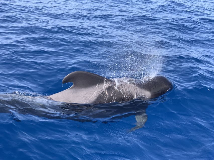 Puerto Colon : Whale & Dolphins Sailing Excursion - Captain Daniel and the Hands-Off Marine Etiquette
