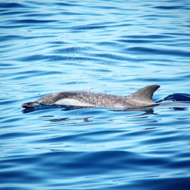Puerto Colon : Whale & Dolphins Sailing Excursion - Who This Trip Suits Best (and Who Might Want Another Option)