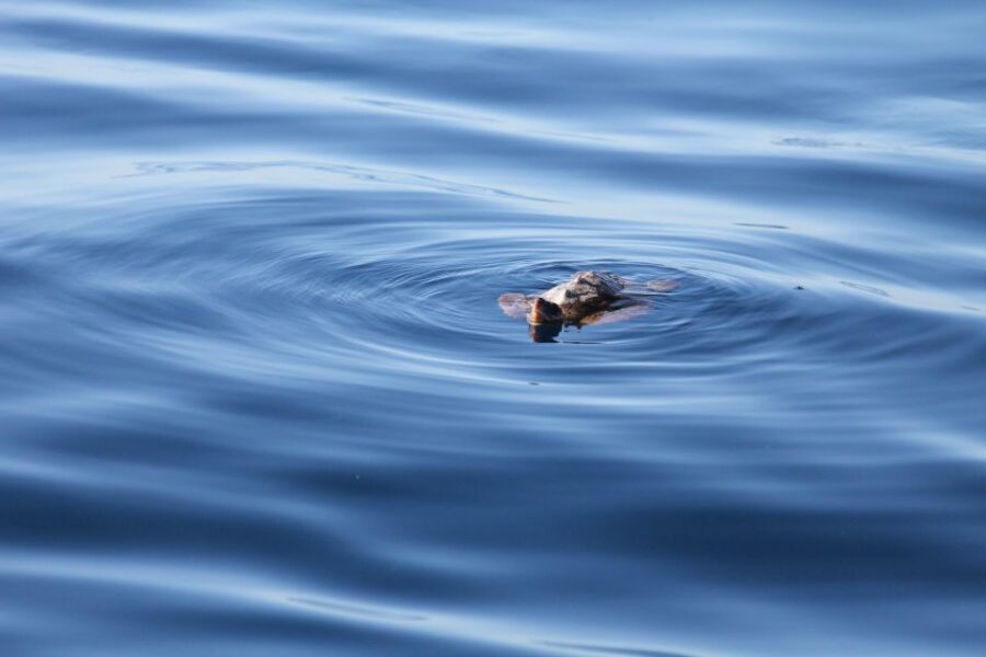 Puerto Colon : Whale & Dolphins Sailing Excursion - In the Teno-Rasca Zone: Spotting Pilot Whales, Dolphins, and Turtles