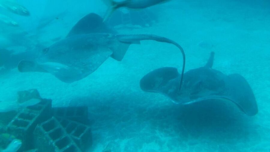 Puerto de la Cruz: Submarine Trip and Beach Stop in Tenerife - Divers, feeding moments, and photo tips from the viewing windows