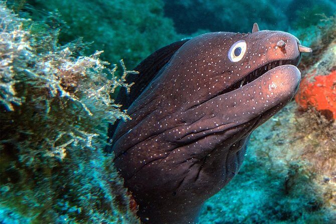 RECREATIONAL DIVE (certified divers only) : Explore Canarian Sealife - Key highlights at a glance