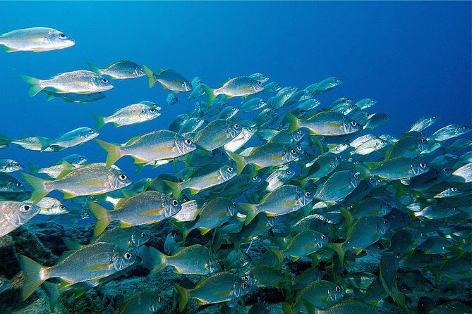 RECREATIONAL DIVE (certified divers only) : Explore Canarian Sealife - Why this Tenerife scuba trip feels low-stress
