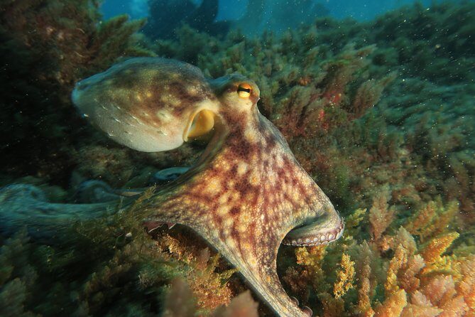 RECREATIONAL DIVE (certified divers only) : Explore Canarian Sealife - What’s actually included (and what you should plan for)