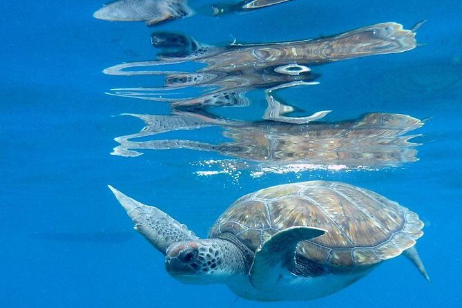 RECREATIONAL DIVE (certified divers only) : Explore Canarian Sealife - Meeting at LJ Diving Tenerife in Las Galletas