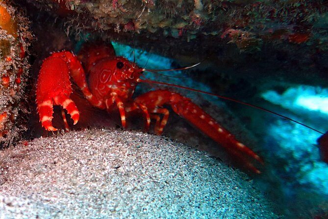 RECREATIONAL DIVE (certified divers only) : Explore Canarian Sealife - Group size and English guidance that keep things calm