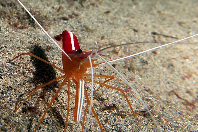 RECREATIONAL DIVE (certified divers only) : Explore Canarian Sealife - Weather and site changes: why this matters in Tenerife