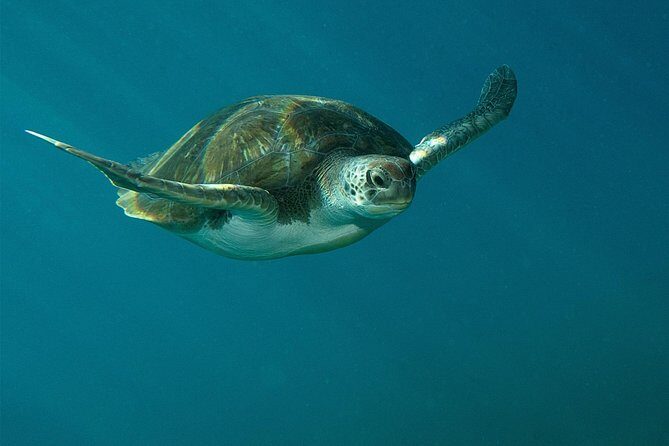 RECREATIONAL DIVE (certified divers only) : Explore Canarian Sealife - Two underwater stops in one 3-hour outing
