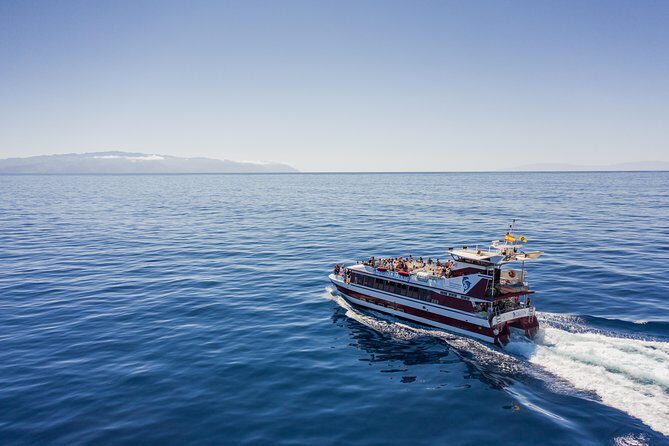 Royal Delfin - 2Hour Sustainable Dolphin & Whale Watching Mini Cruise - Key things I’d bank on before you go