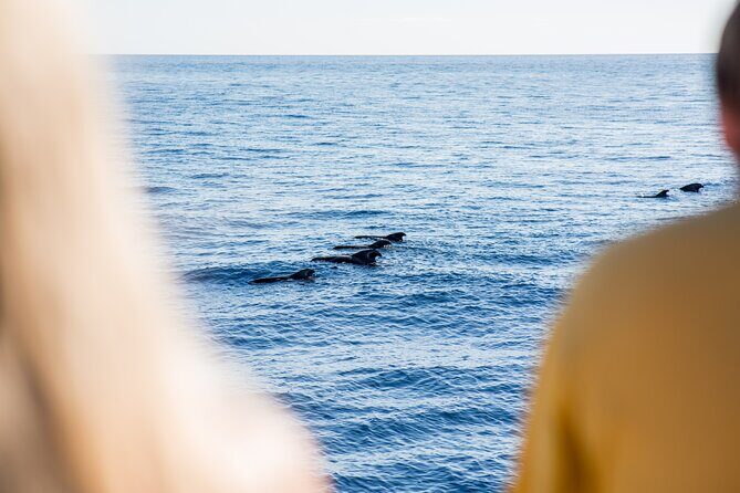 Royal Delfin - 2Hour Sustainable Dolphin & Whale Watching Mini Cruise - Who this cruise is for (and who might prefer a smaller boat)
