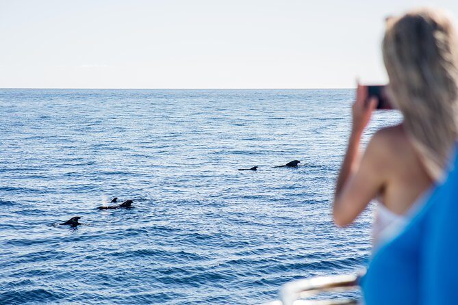 Royal Delfin - 4'5H Dolphin & Whale Watching - Los Gigantes Masca - Lunch & Swim - Key things to know before you go