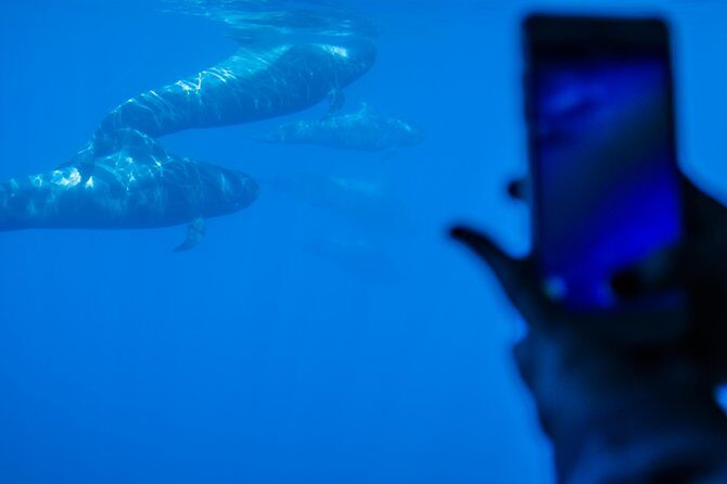 Royal Delfin - 4'5H Dolphin & Whale Watching - Los Gigantes Masca - Lunch & Swim - Masca Bay swim stop: the warm-water payoff