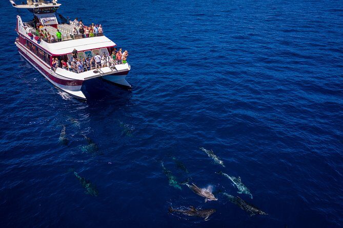 Royal Delfin - 4'5H Dolphin & Whale Watching - Los Gigantes Masca - Lunch & Swim - Wildlife watching reality: dolphins, whales, and the “some days” factor