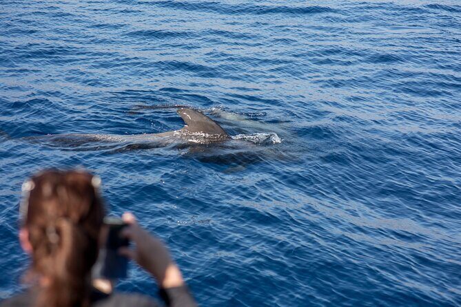 Royal Dolphin Whale watching excursion - Royal Delfin catamaran: the viewing setup that boosts your odds