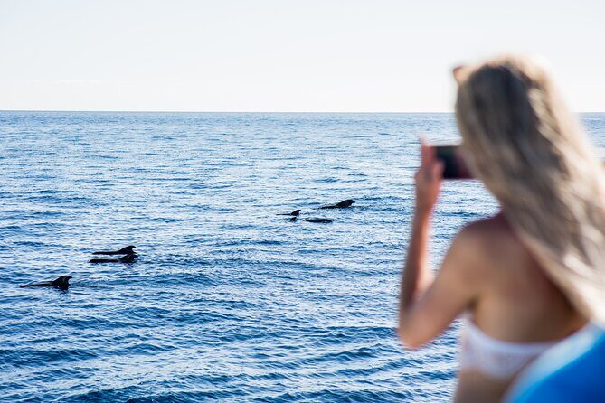 Royal Dolphin Whale watching excursion - Getting to Puerto Colón: straightforward, but no pickup