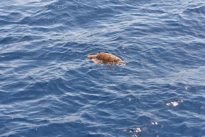 Sailing Yacht on a Private Charter - The Marine Life Watching: Dolphins and Pilot Whales Are the Big Score