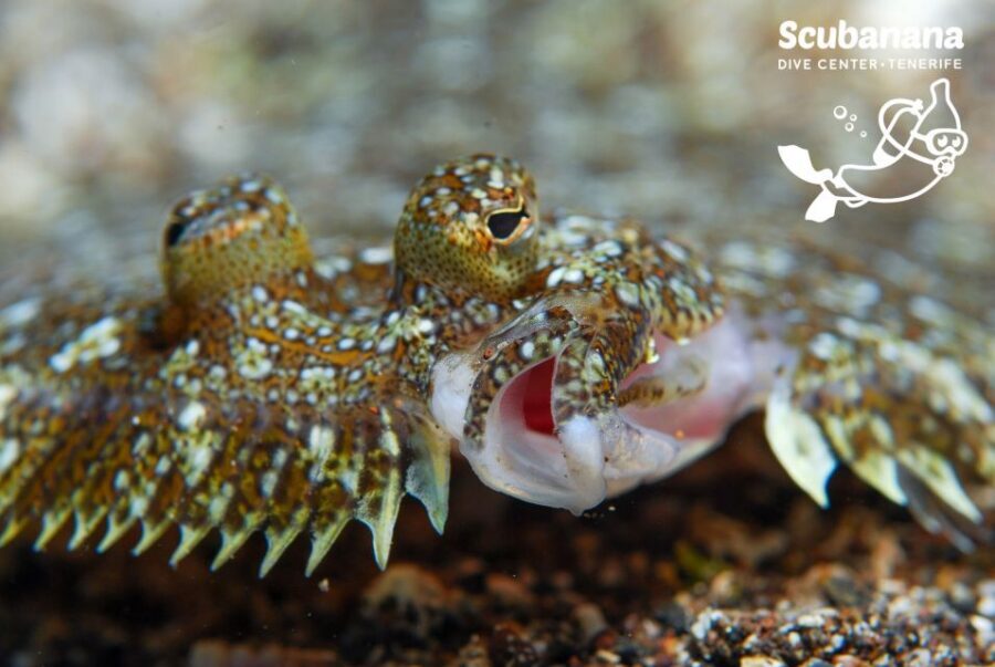 Santa Cruz de Tenerife: PADI Introductory Dive - Who this experience suits best (and who should think twice)