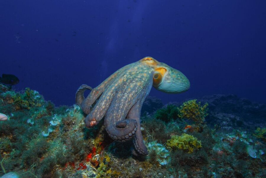 Santa Cruz de Tenerife: PADI Introductory Dive - Why Radazul’s calm water is perfect for first-timers