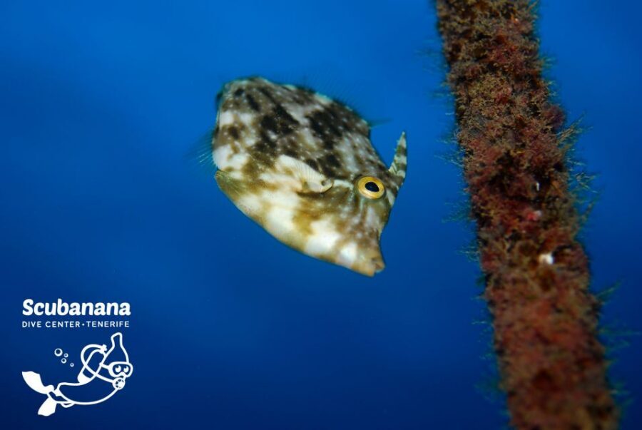 Santa Cruz de Tenerife: PADI Introductory Dive - Radazul Beach to the water: your main 1-hour underwater practice