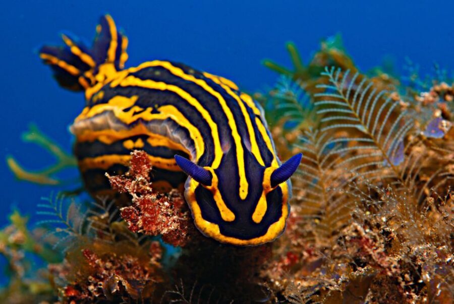 Santa Cruz de Tenerife: PADI Introductory Dive - What you’ll see under the surface (and how to look respectfully)