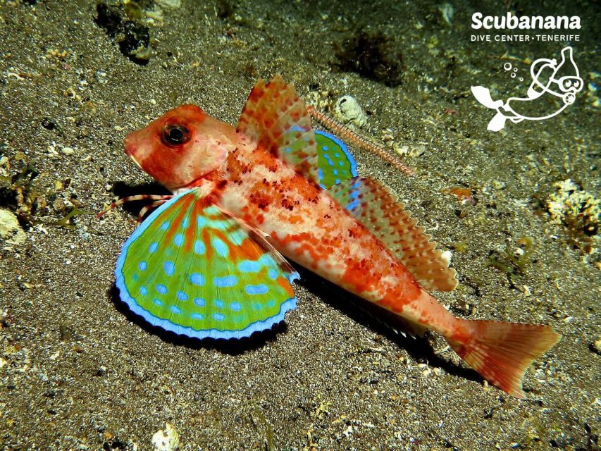 Santa Cruz de Tenerife: PADI Introductory Dive - Price and value: is $152 a fair deal for your first scuba session?