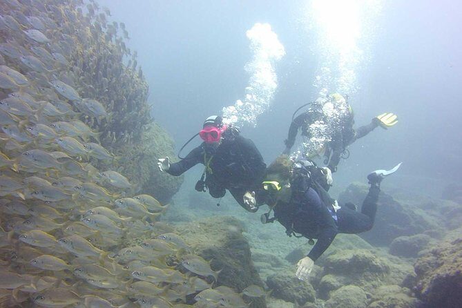 Scuba Diving Beginner's Session in Costa Adeje - What You Might See Underwater (and What to Do With That Info)