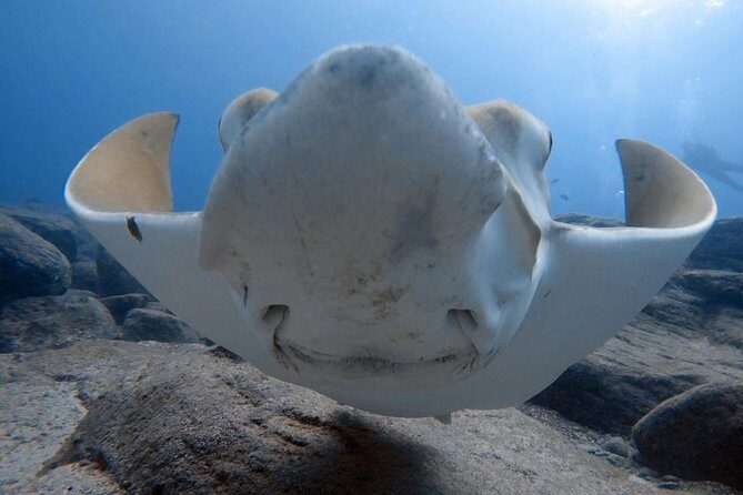Scuba Diving for Certified Divers in Costa Adeje - Key things I’d plan around
