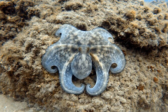 Scuba Diving for Certified Divers in Costa Adeje - Visibility, wildlife, and the kind of sites you can expect