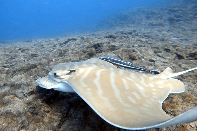 Scuba Diving for Certified Divers in Costa Adeje - Photos and computers: plan for the stuff you might forget