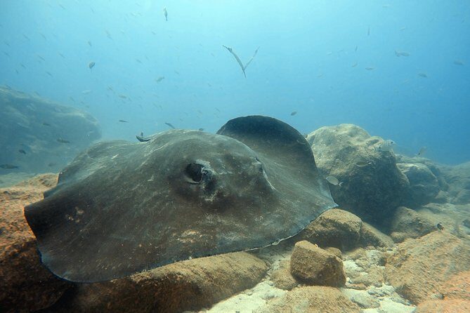 Scuba Diving for Certified Divers in Costa Adeje - What you bring: you, your certification, and your calm focus
