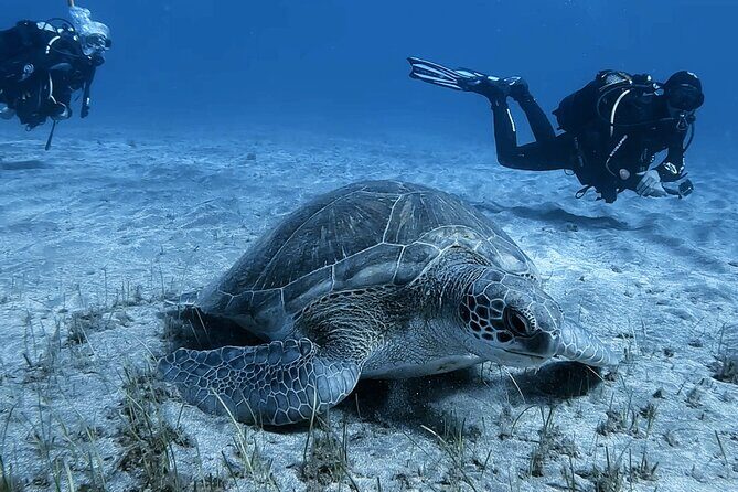 Scuba Experience in Tenerife with Guide - Who should book this Try Scuba in Tenerife?