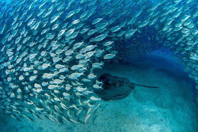 Scuba Experience in Tenerife with Guide - Practical logistics that affect your comfort on the day