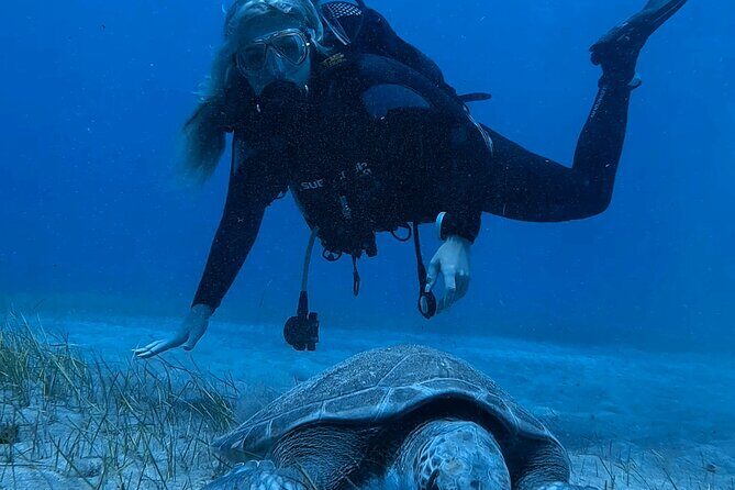 Scuba Experience in Tenerife with Guide - Tenerife underwater: volcanic features and marine life you can actually hope for