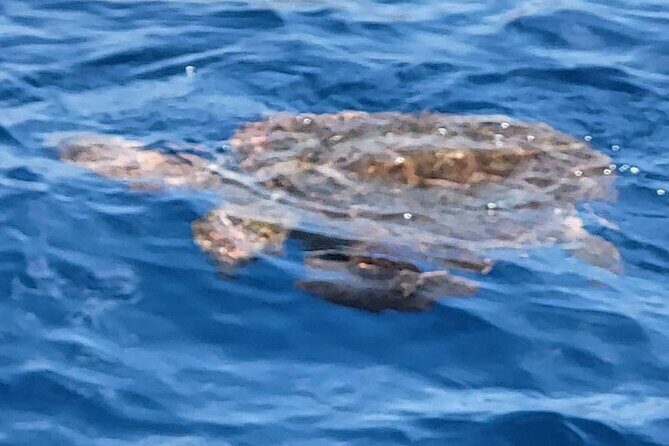 SEA SAFARI Dolphins, Whales, 3h speedboat DISCOVERY-TOUR - The Swim and Snorkel Window (With Rental Gear)
