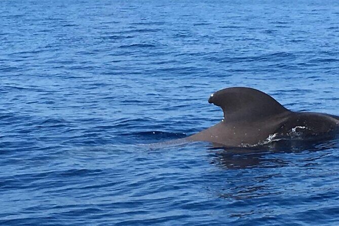 SEA SAFARI, Dolphins, Whales, snorkeling, snack and drink, 2 h speedboat - Tenerife SEA SAFARI: What the 2 Hours Feels Like