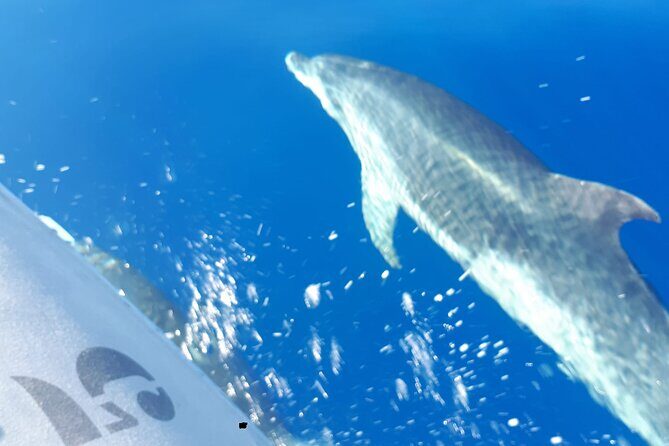 SEA SAFARI, Dolphins, Whales, snorkeling, snack and drink, 2 h speedboat - Snack and Drink on a Speedboat: Small Comfort, Big Impact
